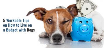 5 Workable Tips on How to Live on a Budget with Dogs