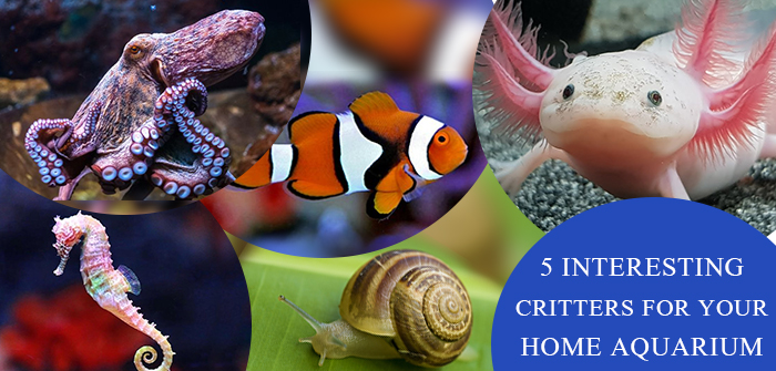 5 Interesting Critters For Your Home Aquarium| VetSupply