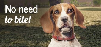 No Flea Bites with Advocate and Seresto! Find How!