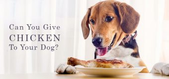 Can You Give Chicken To Your Dog?