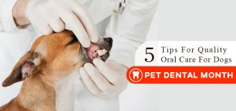 5 Tips For Quality Oral Care For Dogs – Pet Dental Month