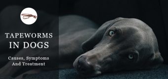 Tapeworms In Dogs: Causes, Symptoms And Treatment