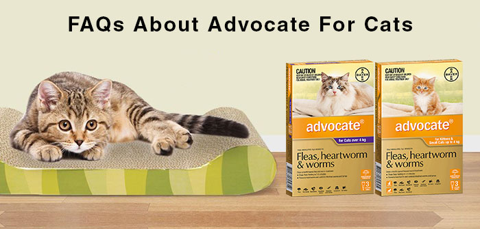advocate for dogs and cats