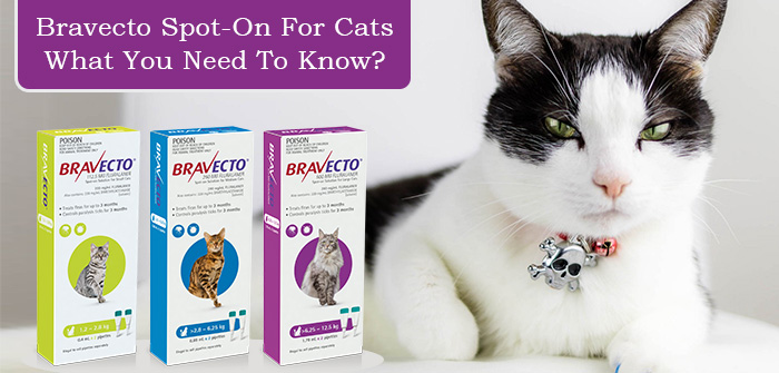 FAQs About Bravecto Spot-On for Cats