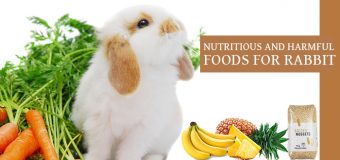 Nutritious And Harmful Foods For Rabbit