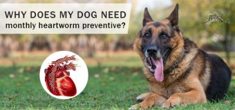 Why does my dog need monthly heartworm preventive?