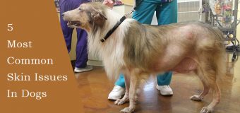 5 Most Common Skin Issues in Dogs