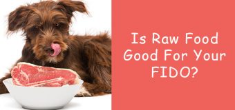 Is Raw Food Good For Your FIDO?