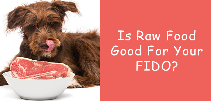 why raw diets are bad for dogs