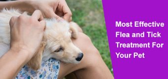 Most Effective Flea and Tick Treatment for Your Pet