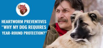 Heartworm Preventives – “Why My Dog Requires Year-Round Protection?”
