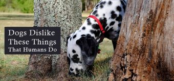 Dogs Dislike These Things That Humans Do