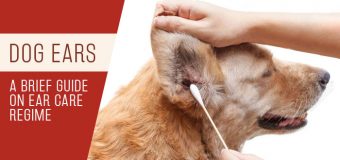 Dog Ears – A Brief Guide on Ear Care Regime