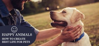 Happy Animals: How to Create Best Life for Pets