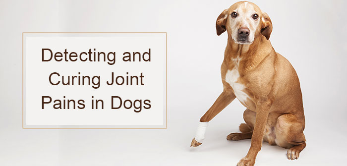Dog Joint Health Painful Joint Problems