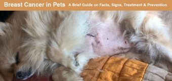 Breast Cancer in Pets: A Brief Guide on Facts, Signs, Treatment & Prevention