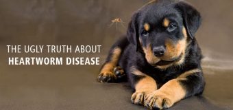 THE UGLY TRUTH ABOUT HEARTWORM DISEASE