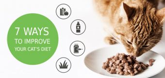7 Ways to Improve Your Cat’s Diet