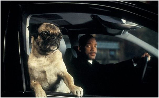 MIB International: Frank the Pug Makes A Comeback