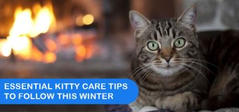 Essential Kitty Care Tips To Follow This Winter