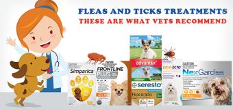 Flea and Tick Treatments – These Are What Vets Recommend