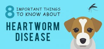 8 Important Things To Know About Heartworm Disease