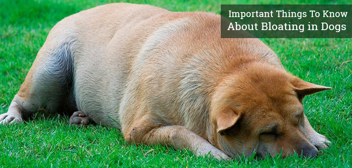 how long do symptoms of bloat last in dogs