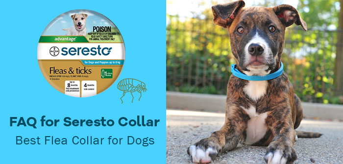 Is Seresto Collar Safe for Pregnant Dogs 