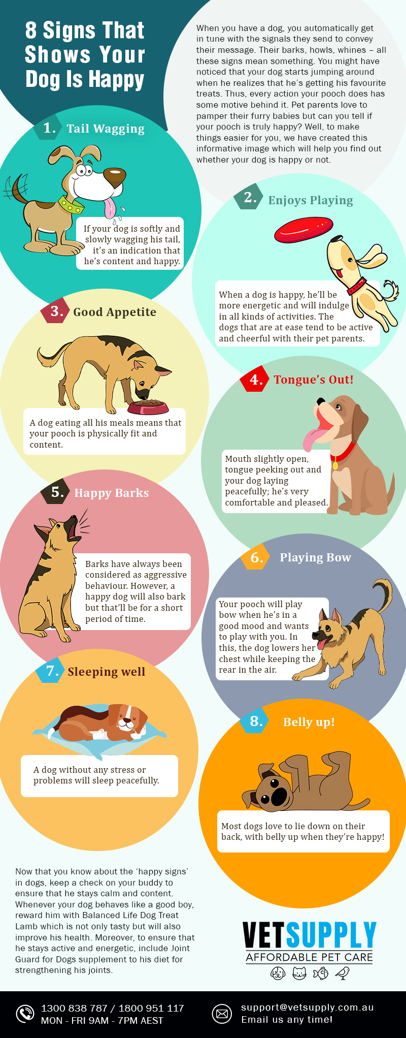 Top 5 Signs That Your Dog is Happy  