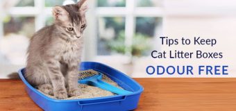 Tips to Keep Cat Litter Boxes Odour-Free