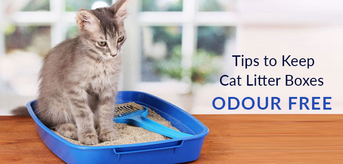 Kitty litter smell tips cheap