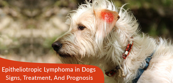 can dogs live with lymphoma