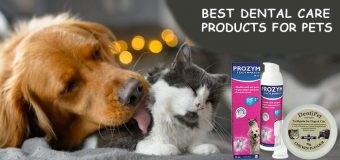 Best Dental Care Products For Pets