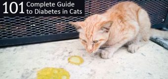 Complete Guide to Diabetes in Cats