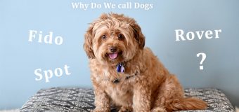 Why Do We call Dogs Fido, Rover, and Spot?