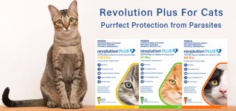 Revolution Plus For Cats – A Vet Recommended Preventative Treatment