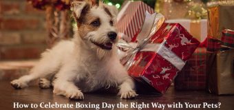 How to Celebrate Boxing Day the Right Way with Your Pets?