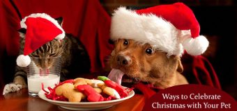 Ways to Celebrate Christmas with Your Pet