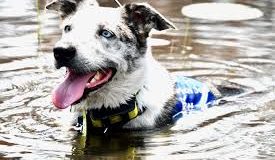 The Australian Bushfires: A Rescuing Act By An Abandoned Dog