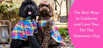 The Best Ways to Celebrate and Love Your Pet This Valentine’s Day