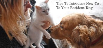 Top 6 Simple Tips To Introduce a New Cat To Your Resident Dog