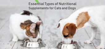 Essential Types of Nutritional Supplements for Cats and Dogs