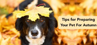 Tips for Preparing Your Pet For Autumn