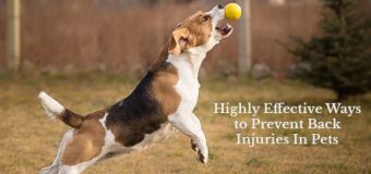 Highly Effective Ways to Prevent Back Injuries In Pets
