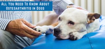 All You Need To Know About Osteoarthritis in Dogs