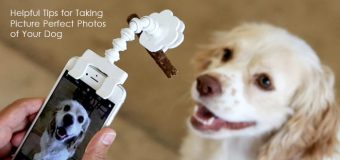 Helpful Tips for Taking Picture Perfect Photos of Your Dog