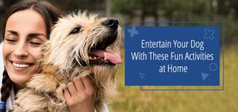 Entertain Your Dog With These Fun Activities at Home