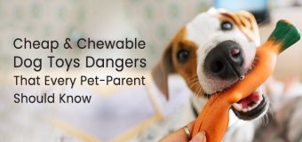 Cheap And Chewable Dog Toys Dangers That Every Pet-Parent Should Know