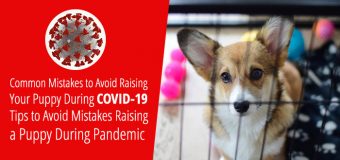 Common Mistakes to Avoid Raising Your Puppy During COVID-19