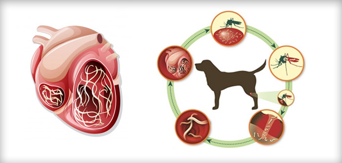 Heartworms In Dogs : Lifecycle and Prevention